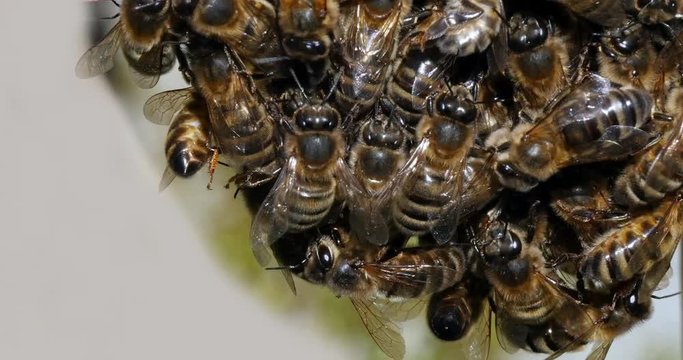  European Honey Bee, apis mellifera,Black Bees Shaping a Bunch, Begenning of a Swarm, Bee Hive in Normandy, Real Time 4K