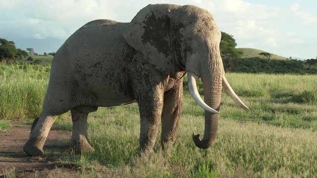 African Elephant (Loxodonta africana) bull standing in grasslands, Amboseli N.P., Kenya