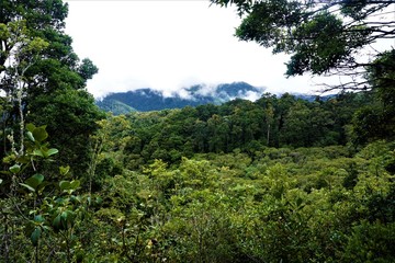 Obraz premium View over the cloud forest in San Gerardo de Dota