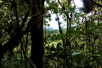 Naklejka premium Jungle view in the Los Quetzales National Park