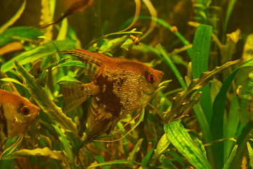 Aquarium fish Scalia (lat. Pterophyllum) on a background of algae
