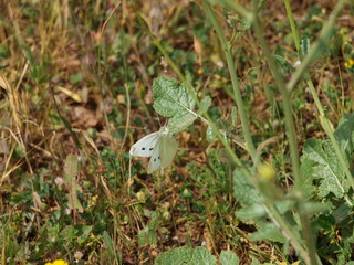 mariposa blanca posada en la hierba