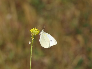 mariposa blanca sobre flor amarilla