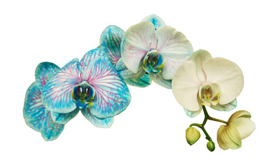 Fototapeta na wymiar Blue orchids with red streaks. Isolated on a white background