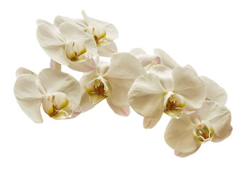 Naklejka na ściany i meble White orchids with yellow and pink shade. Isolated on a white background