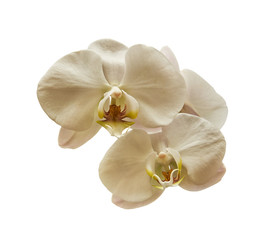 Plakat White orchid with yellow and pink shade. Isolated on a white background