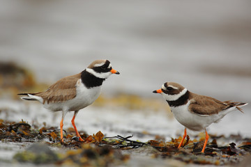 Ringed plover pair