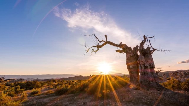 Old Tree Colouful Sunset in the Desert
