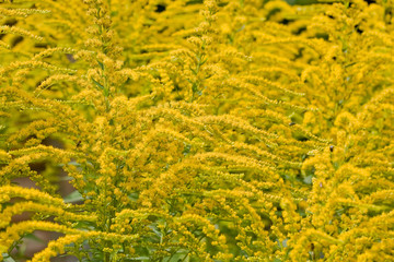 Yellow flowers of goldenrod blooming