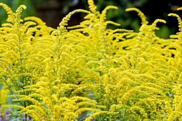 Yellow flowers of goldenrod blooming