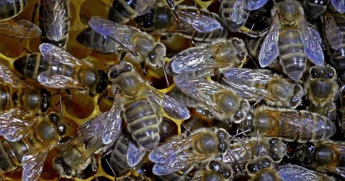 European Honey Bee, apis mellifera, Black bees on alveolus, nanny work, Normandy, Real Time 4K