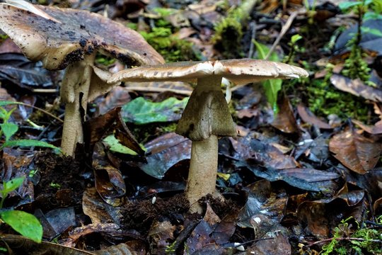 Gills mushroom spotted in Los Quetzales National Park