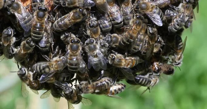  European Honey Bee, apis mellifera, Bees forming a bunch,, Bee Hive in Normandy, Real Time 4K