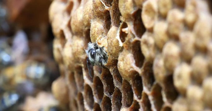 European Honey Bee, apis mellifera, Emergence of a Bee , Bee Hive in Normandy, Real Time 4K