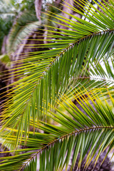 Obraz premium Historic botanical garden