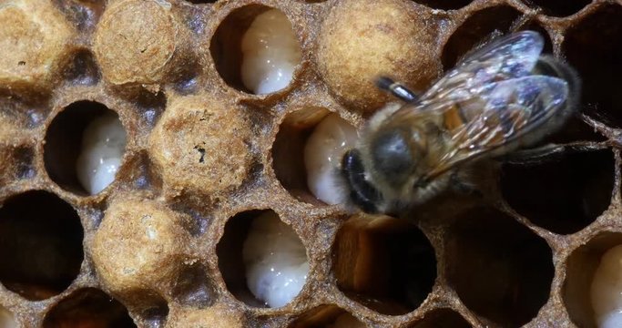 |European Honey Bee, apis mellifera, Bees on Males Brood, Bee Hive in Normandy, Real Time 4K