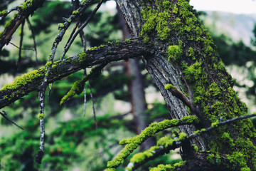 Moss on tree