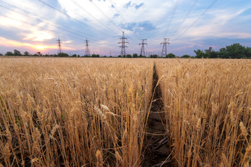 power line bright summer day / ripe wheat bright summer landscape agriculture