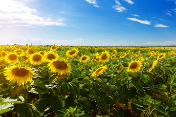 Fototapeta premium sunflower field summer landscape / bright summer day sunflowers absorb sunlight