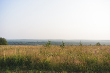 landscape field with yellow grass, stock photo image