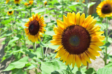 Obraz premium ソーラーパワー