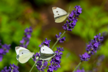 Large yellow butterfly on violet levander flower