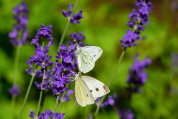 Large yellow butterfly on violet levander flower
