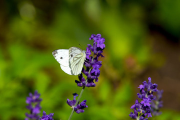 Large yellow butterfly on violet levander flower