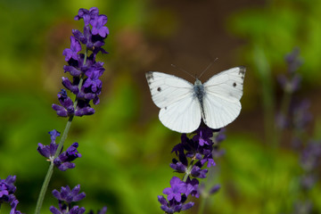 Large yellow butterfly on violet levander flower