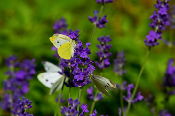 Large yellow butterfly on violet levander flower