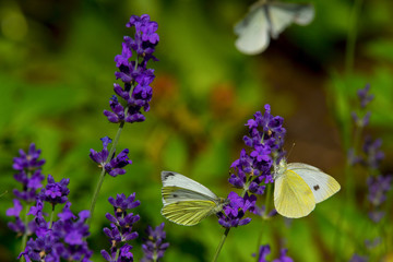 Large yellow butterfly on violet levander flower