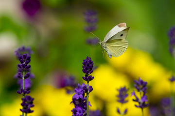 Large yellow butterfly on violet levander flower