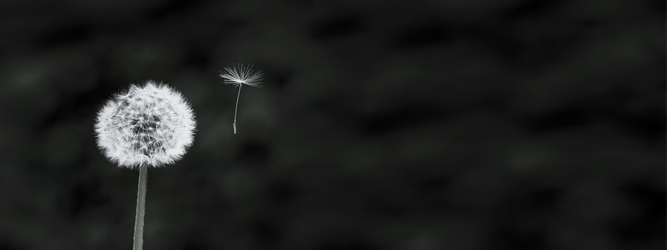 Fototapeta Fliegender Löwenzahnsamen
