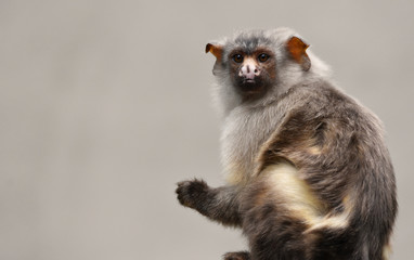 Tamarin monkey with space for text 