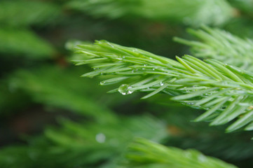 young pine branch
