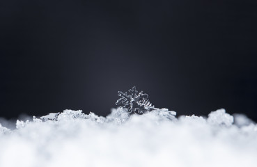 natural snowflakes on snow