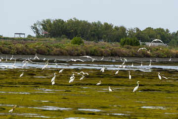 Egrets