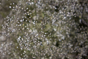 Large budding bush of Gypsophila paniculata with small star-shaped flowers growing in the garden