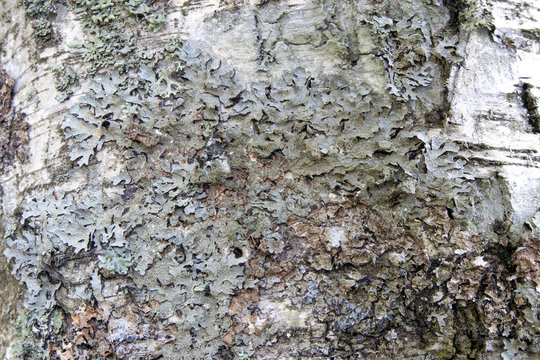 Shabby birch bark covered with gray lichen natural background, old live trunk