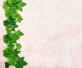 Green leaf currant frame isolate on canvas background. Top view. Free space inscription field.