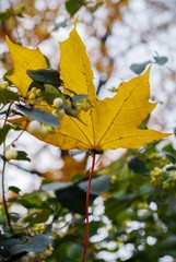 Autumnal Maple Leaf