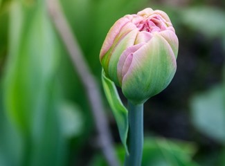 bud of tulip, pink flower in the garden
