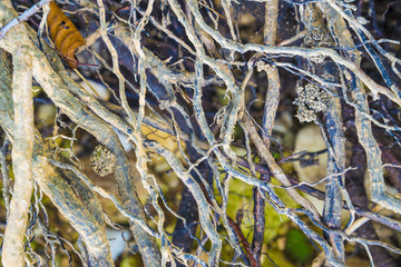 Tree roots very small