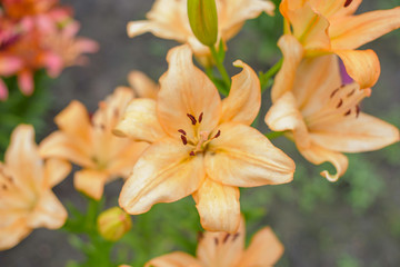 Fototapeta premium beautiful lilies blooming in the garden