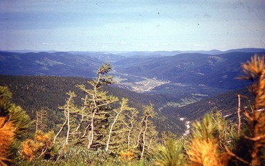view of the valley between the mountains covered with forest