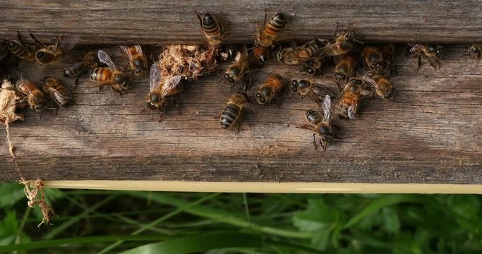 European Honey Bee, apis mellifera, cocoon of false ringworm released from the hive by the cleaners, Bee Hive in Normandy, Real Time 4K