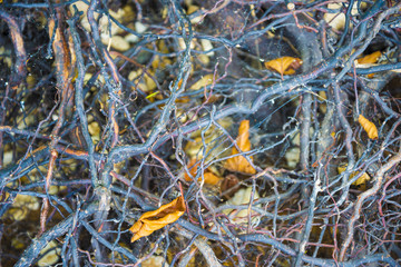 Tree roots very small