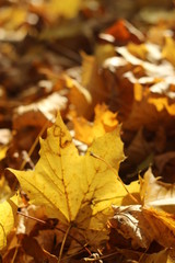 colorful autumn leaves, germany