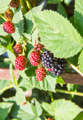 Ripe, unripe and juicy blackberries in the summer garden.
