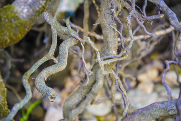 Tree roots very small